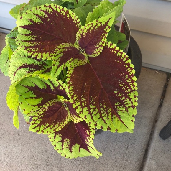 Meet your Posher, Sonya - Picture 7 of 14